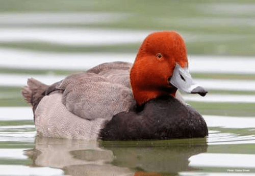 Mods are asleep, upvote a natural redhead