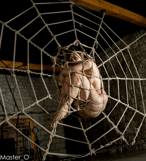 Stuck on the web ?️